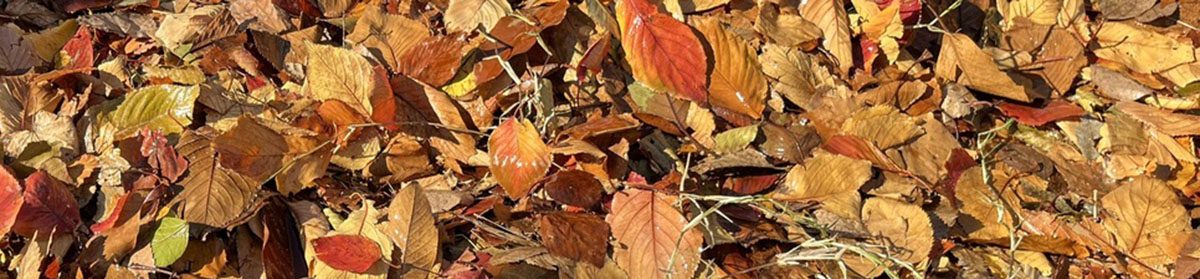 碑文谷６丁目自治会